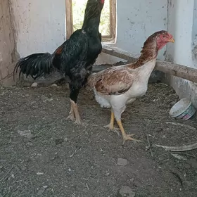 хораз