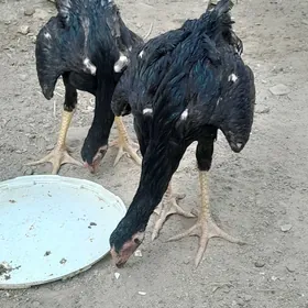 Байес жуже