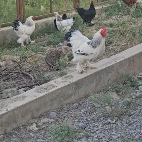 BRAMA horaz towuk
