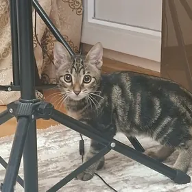 Котёнок ♡