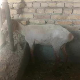 gysyr goyun