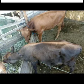 OKUZLER 2sany