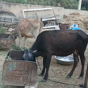 Gysyr sygyrlar