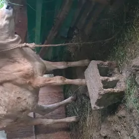 tuweler