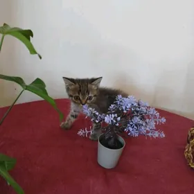 котята