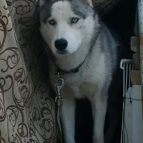 хаски
