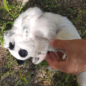 Güjik, It, Собака, Щенок