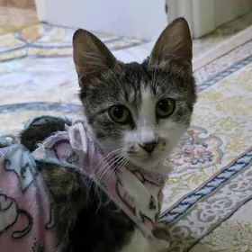 КОШКА