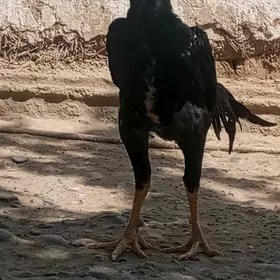 baysok horaz