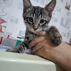 КОТЁНОК МАЛЬЧИК