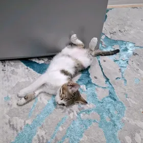 КОТЁНОК ДЕВОЧКА