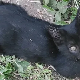 Котёнок Британец.