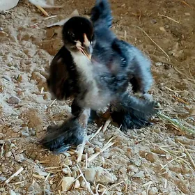 Arassa brama kurk juyje