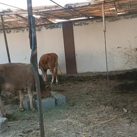 Öküz