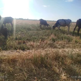 Okuzler we unajynlar