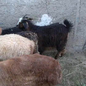 Cebiş