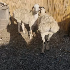 işşek