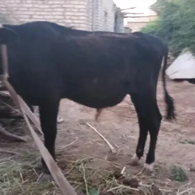 öküzçe