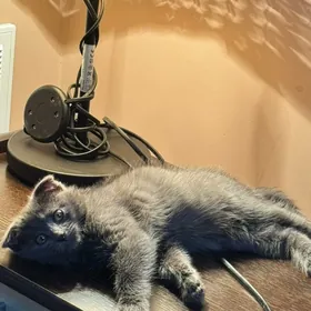 шотландские котята