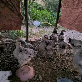 Оригинал брама