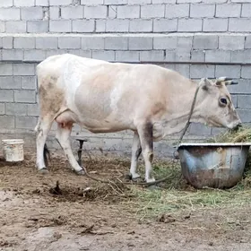 göleli Sygyr