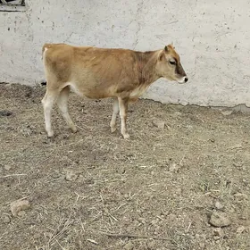 tüwe
