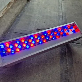 Cyra Led Sweta muzika