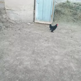 Kepderi we Horoz