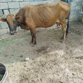 gysyr sygyr