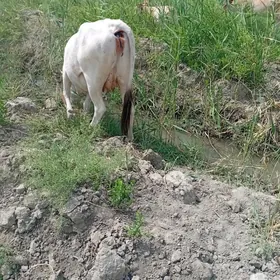 Bogaz tüwe