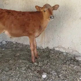 Öküzce