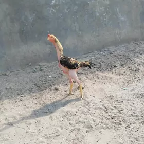 horaz