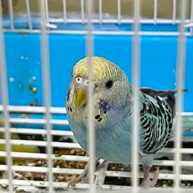gus