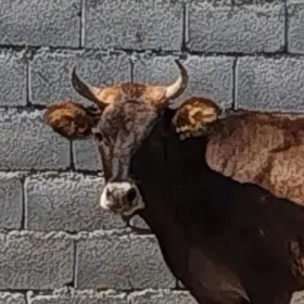 3 ýaşan gysyr Tüwe