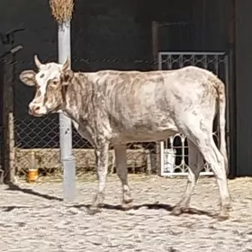 2 ýaşa Tüwe Gysyr