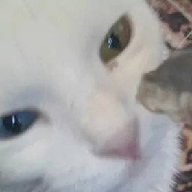 продам котят чпродам котят