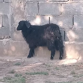 çewiş kelek