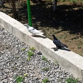 kepderi