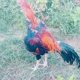 horaz