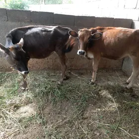 Tohum tuweler