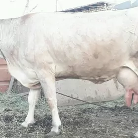 sygyr