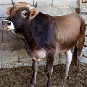 Bakylan  Şwes Okuz