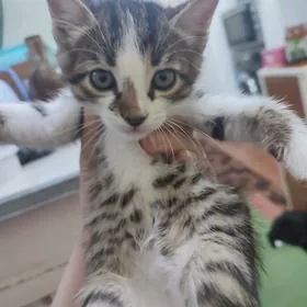 Котенок мальчик