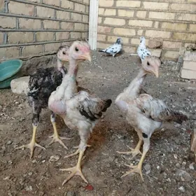 baysow jůje