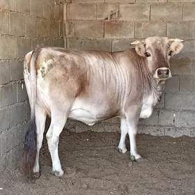 sygyr