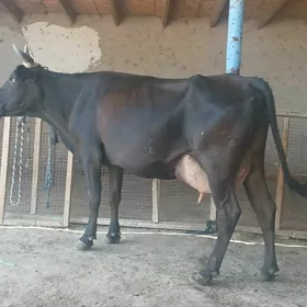 goleli