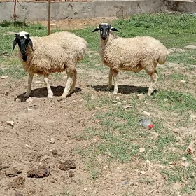 kockarlar