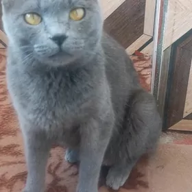 Pishik