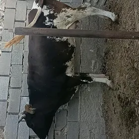 sygyr