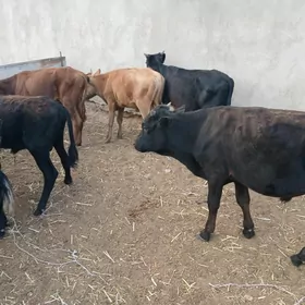 окузлер